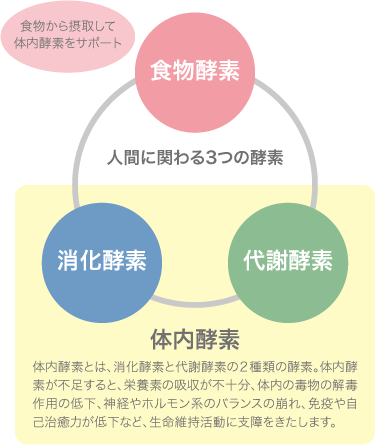 体内酵素とは、消化酵素と退社酵素の2種類の酵素。体内酵素が不足すると、栄養素の吸収が不十分、体内の毒物の解毒作用の低下、神経やホルモン系のバランスの崩れ、免疫や自己治癒力が低下など、生命維持活動に支障をきたします。