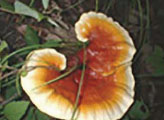 霊芝