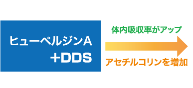 ヒューペルジンA+DDSで体内吸収率がアップし、アセルチルコリンを増加