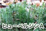 ヒューペルジンA