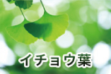 イチョウ葉